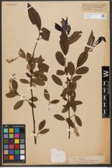 Foto von Salix wilsonii Seemen